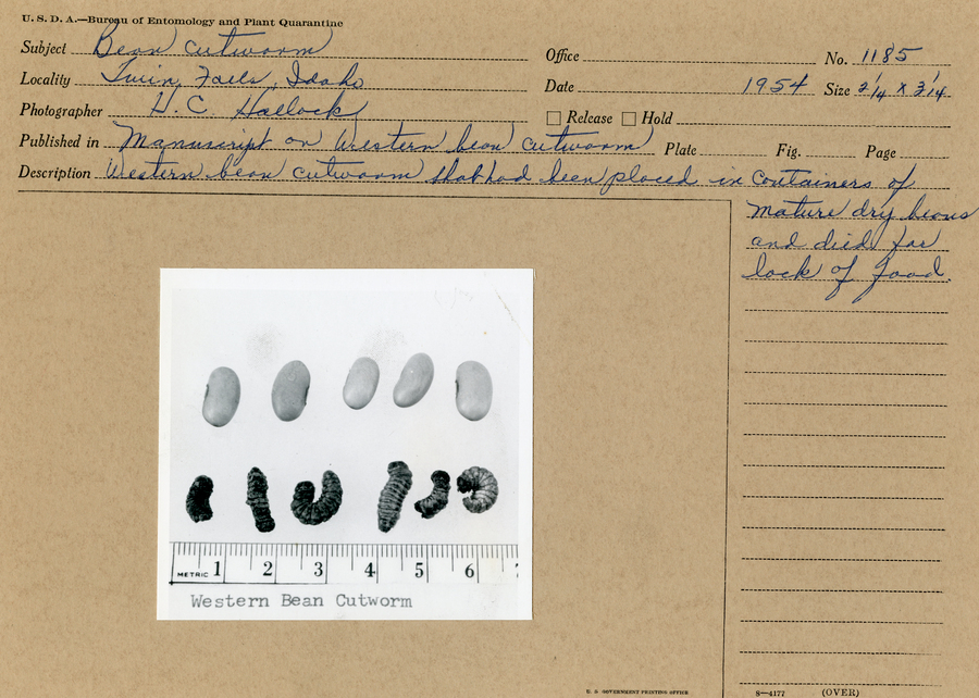 A black and white still photograph of six western bean cutworm larvae with scale.