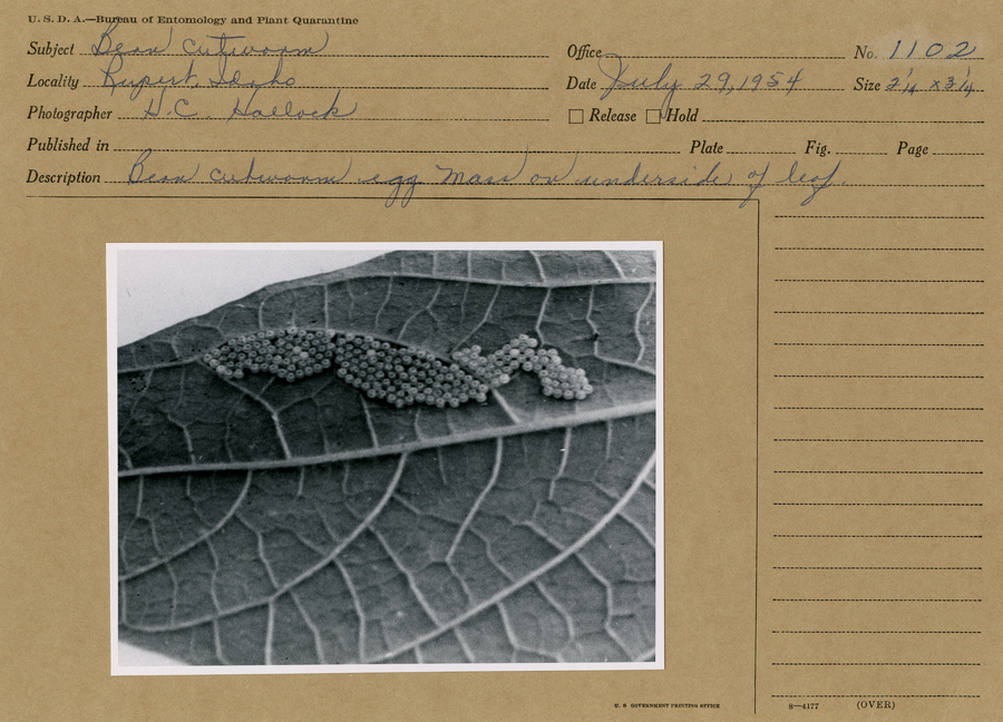 A black and white still image of a bean cutworm egg mass on underside of leaf.