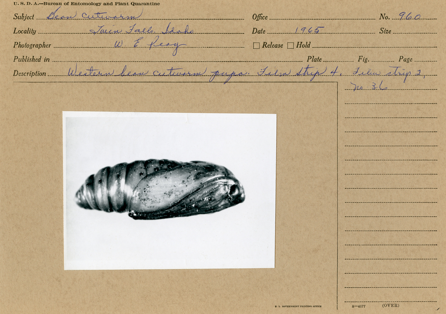 A black and white still image of a western bean cutworm pupa.