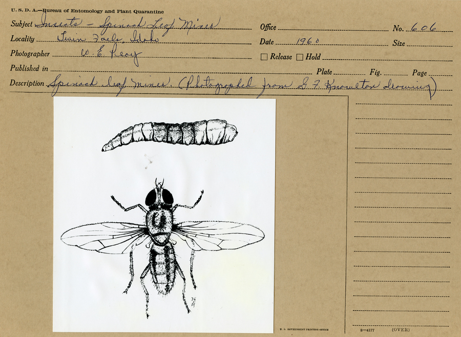 A black and white photograph of a drawing of the spinach leaf miner in two different life stages.