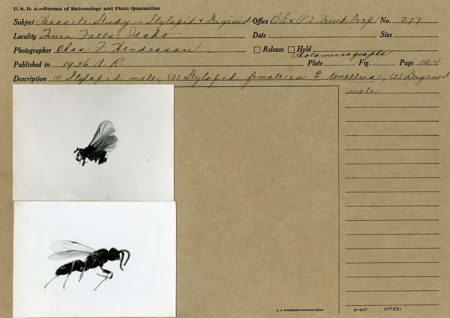 Black and white still images of a male stylopidae and a male dryinid.