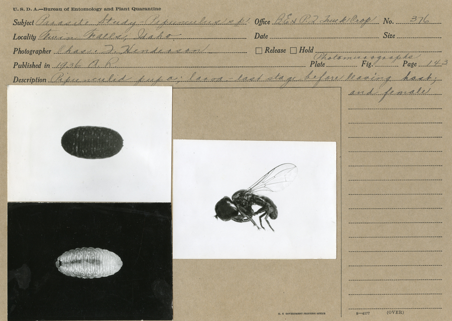 Black and white still images of pipunculidae in pupa, larvae, and adult forms. 