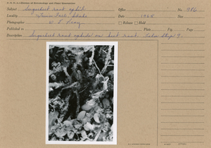 Sugarbeet root aphid