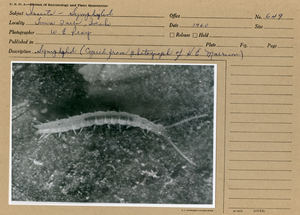 Symphyla