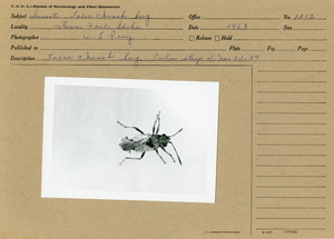 False chinch bug