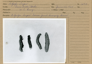 Alfalfa looper larvae