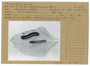Yellow-striped armyworm