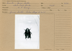 June beetle