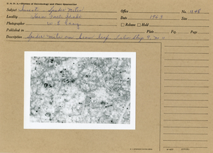 Spider mites