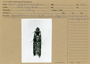 Sugarbeet crown borer