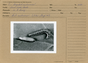 Sugarbeet webworm