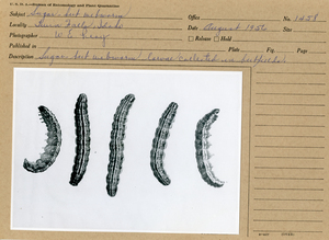 Sugarbeet webworm