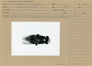 Sugarbeet root maggot