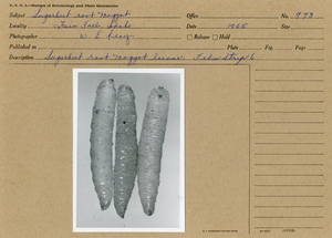 Sugarbeet root maggot