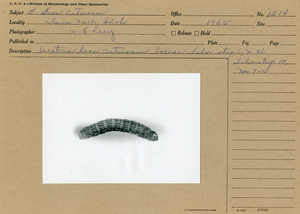 Bean cutworm