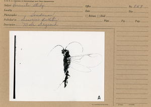 Dryinidae