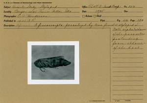 Stylopidae