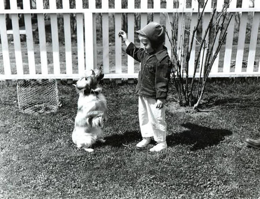 Photograph depicts Alfred B. Robinson, child, outside feeding a small dog in front of a white picket fence.