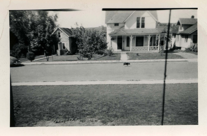 Looking north out of a window at the Idaho Club towards a residential street, with a dog running down the center of the street.