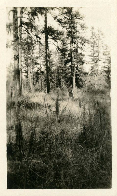 Forested area of Moscow Mountain, a man standing in knee-high vegetation with trees in the background.