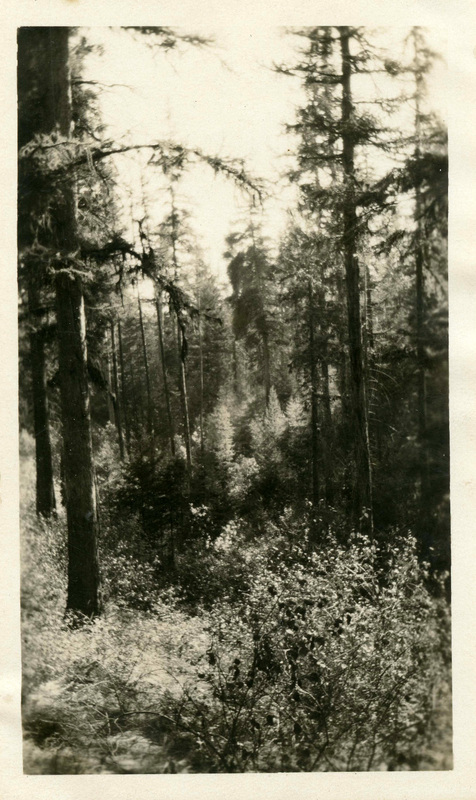 Forested area of Moscow Mountain showing trees and bushes.