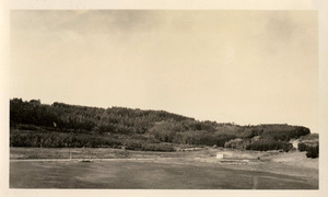 Field with densely planted hillsides with a variety of trees, possibly arboretum nursery.