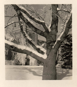 Administration building behind some snow covered trees.