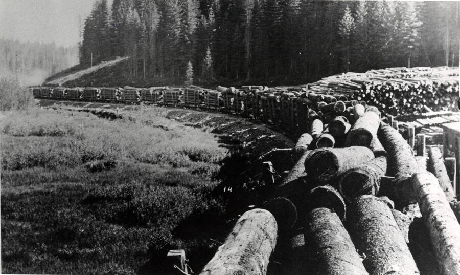 A photograph of the first log train out of J.P. in Potlatch, Idaho.