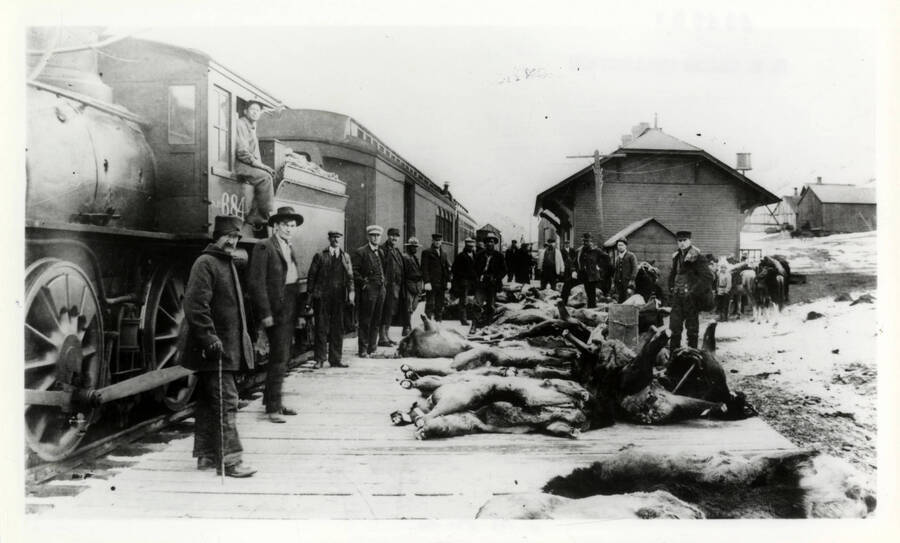 Northern Pacific Train Engine 684 and the elk kill at Gardiner, Montana, in 1911. The depot is from Cinnabar, end of the Yellowstone Park Line, where it was in use until about 1902 when it was moved to Gardiner, 3 miles south. Ron Nixon learned to telegraph in this depot in 1924.