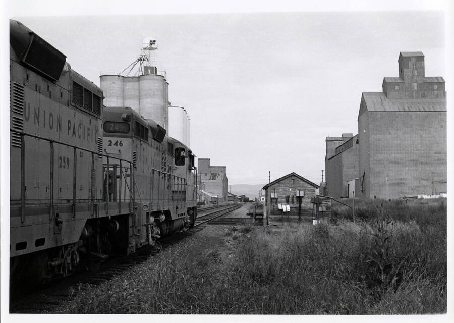 A photograph of Union Pacific train engine 246 headed into a train yard.