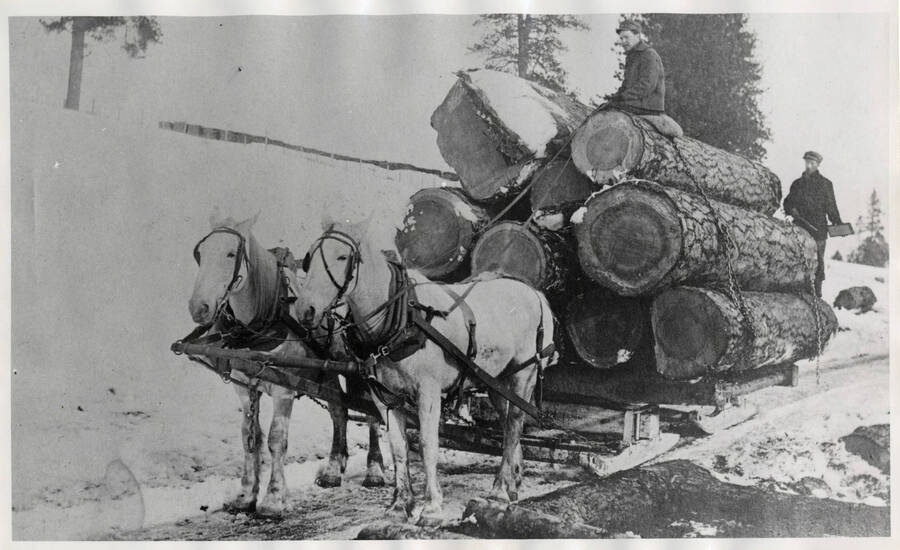 Horses hauling logs for the Craig Mountain Lumber Company.
