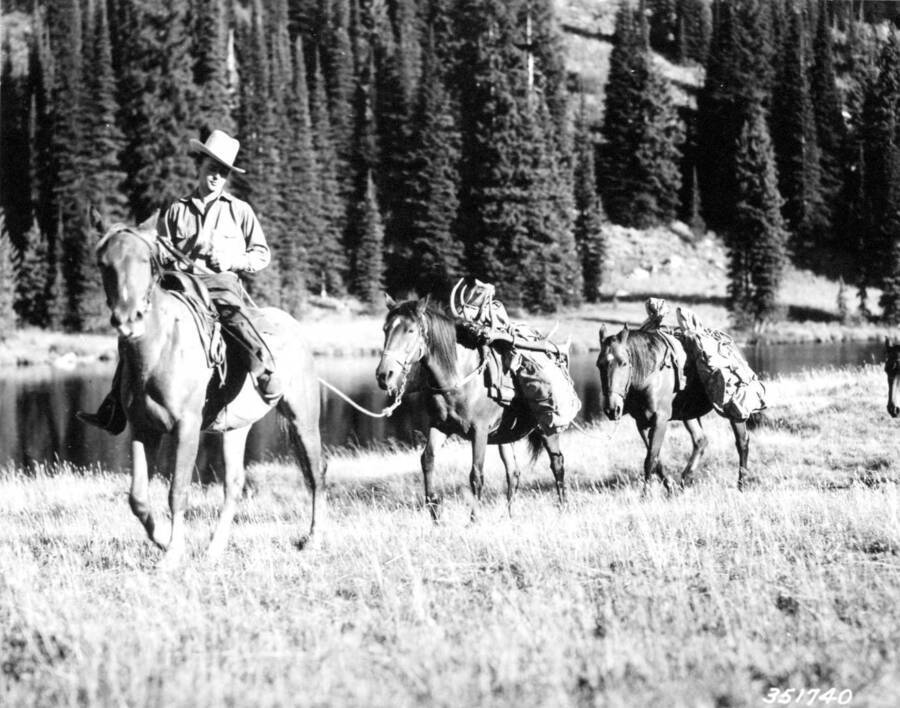 Two pack horses bring in the carcass of a huge bull  elk killed near Elk Summit, Selway-Bitterroot Primitive Area, Swan, K. D., 1937