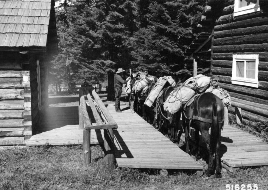 Use of a loading platform for safety and ease in loading cargo on pack stock. Reginald Blundell, packer., Moose Creek Ranger Station, Blackerby, A. W., 1957-08-14