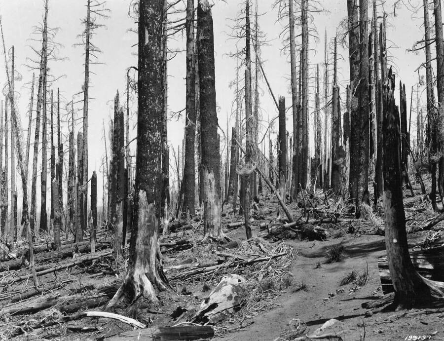 Fire Control-Burned Over Area, Trail Through Burned Timber Above Camp Martin., Swan, K. D., 1925