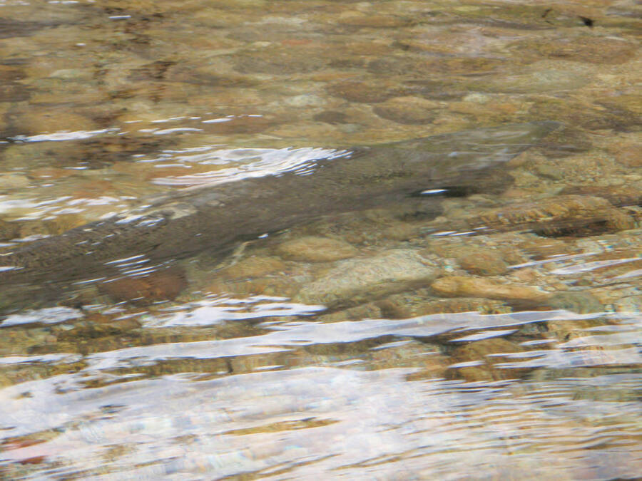 Spring Chinook spawning in Bear Creek above the salmon hole