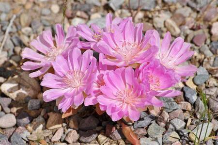 Bitterroot flowers. Native American names included spetlum or spetlem, meaning "bitter". The roots were consumed by tribes such as the Shoshone and the Flathead Indians as an infrequent delicacy. Scientific name: Lewisia rediviva after Meriwether Lewis.