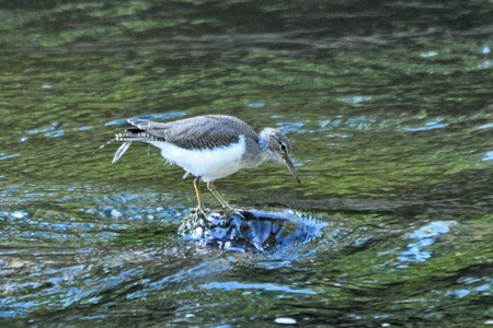 A Juvenile Spotted Sandpiper in the waters of Lolo Creek. Photo courtesy of the TRSP facebook page.