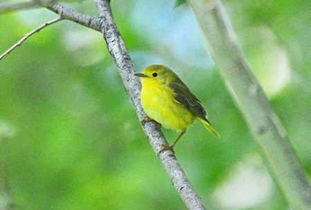 A female Yellow Warbler at Travelers' Rest State Park. Photo courtesy of the TRSP facebook page.