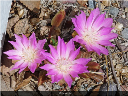 Bitterroot flowers, the plant that gave its name to the area.