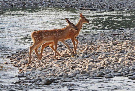 Two young deer at Travelers' Rest State Park. Photo courtesy of the TRSP facebook page.