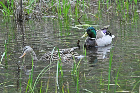 A female and male Mallard duck at Travelers' Rest State Park. Photo courtesy of the TRSP facebook page.