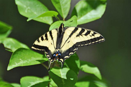 Monarch butterfly at Travelers' Rest State Park. Photo courtesy of the TRSP facebook page.