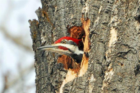 Male Pileated Woodpecker at Travelers' Rest State Park. Photo courtesy of the TRSP facebook page.
