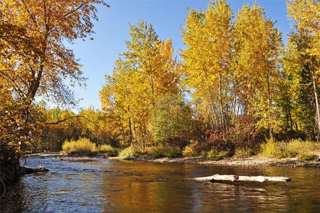 Fall colors on Lolo Creek.