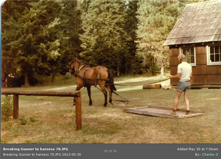 "Breaking Gunnar to Harness" at Moose Creek, 1978