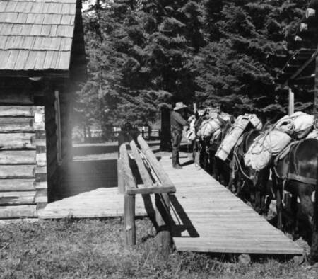 Use of a loading platform for safety and ease in loading cargo on pack stock. Reginald Blundell, packer., Moose Creek Ranger Station, Blackerby, A. W., 1957-08-14