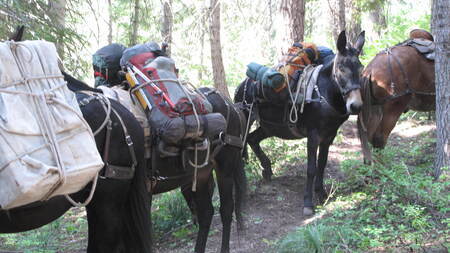 Mule packers at Moose Creek, 2011. Photo courtesy Debbie Lee