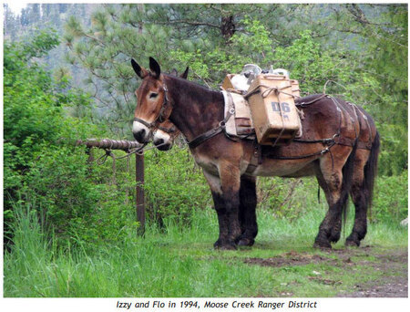 Izzy and Flo, two pack mules, now retired at the Moose Creek Ranger Station.