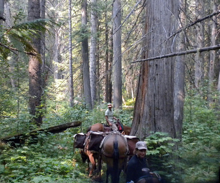 "Packer Pete" with his mule train in the Selway-Bitterroot Wilderness