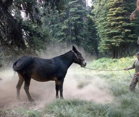 Pack mule asserting her opinion
